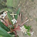 Ixora hookeri फूल