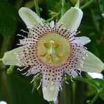 Passiflora adenopodaFlor