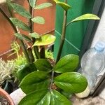 Zamioculcas zamiifolia Blatt