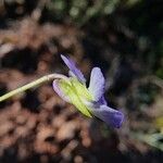 Viola kitaibeliana Flower