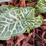 Arum italicum Leaf