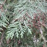 Chamaecyparis lawsoniana Leaf
