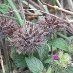 Clinopodium vulgare Fruto