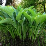 Hosta sieboldiana Vekstform