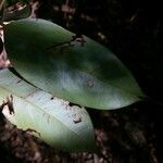 Swartzia polyphylla पत्ता
