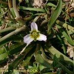 Damasonium polyspermum Elinympäristö