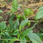 Physalis longifolia Leaf