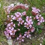 Saponaria pumila Flower