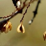 Fallopia dumetorum Frukt