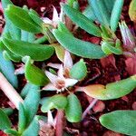 Sesuvium hydaspicum Blüte