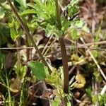 Viola kitaibeliana Leaf