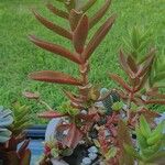 Crassula capitella ഇല