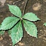Parthenocissus quinquefolia Liść