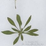 Oenothera pycnocarpa Habit