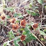 Cistus salviifoliusDeilen