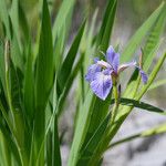 Iris versicolor Kvet