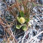 Polygala lutea Hábito