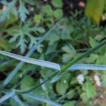 Dianthus carthusianorum Blad