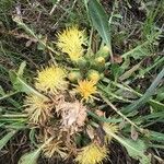 Centaurea acaulis Flower