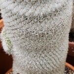 Mammillaria albilanata Ліст