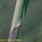 Tripidium ravennae Bark