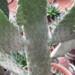 Consolea rubescens Hoja
