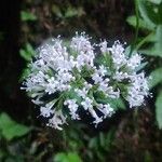 Valeriana excelsa Flor