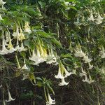 Brugmansia x candida Altro