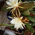 Epiphyllum oxypetalum Λουλούδι