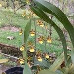 Oncidium altissimum Blomst