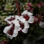 Saxifraga andersonii