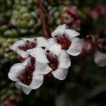 Saxifraga andersonii Buveinė