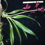Mormodes horichii Other
