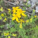 Hypericum perfoliatumFlower