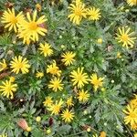 Euryops chrysanthemoides Fiore