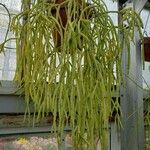 Rhipsalis micrantha Alkat (teljes növény)