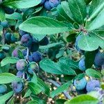 Prunus × fruticans Frukt