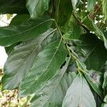 Morinda lucida Листок