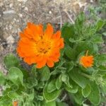 Calendula algeriensisBlüte