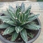 Agave victoriae-reginae Ліст