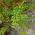 Cyathocline purpurea Blad