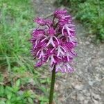 Orchis × angusticruris Blomma