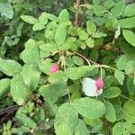 Rosa acicularis Leaf