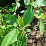 Hydrangea aspera Leaf