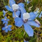 Delphinium leroyi Квітка