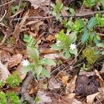 Lysimachia europaea Leht