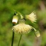 Cirsium erisithales Kukka