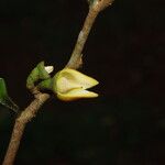 Xylopia staudtii Flor