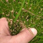 Isolepis cernua Λουλούδι