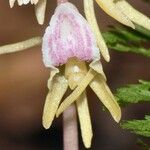 Epipogium aphyllum Flower